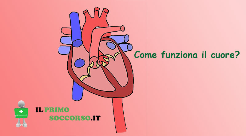 Il CUORE: Come è fatto e come si contrae?